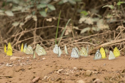 Butterflies are insects in the macrolepidopteran clade Rhopalocera from the order Lepidoptera and Its have the typical four-stage insect life cycle