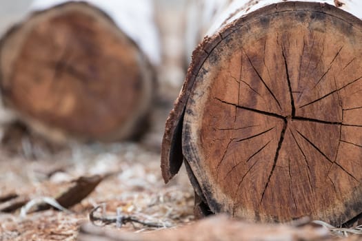 After the tree is cut. What is left is the stumps on the ground.