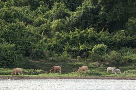 cows is eatting grass and walk around the lake . Its has many colour such as orange white brown black .