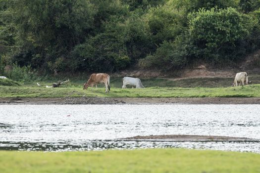 cows is eatting grass and walk around the lake . Its has many colour such as orange white brown black .