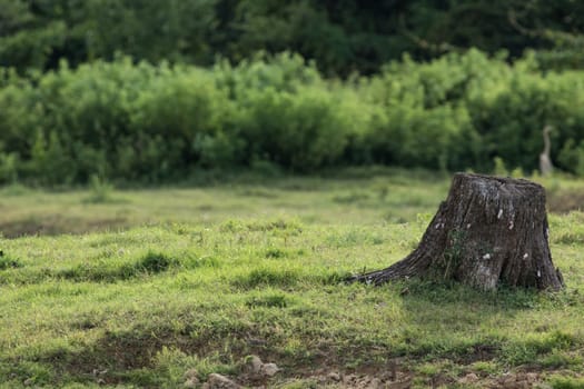 After the tree is cut. What is left is the stumps on the ground.