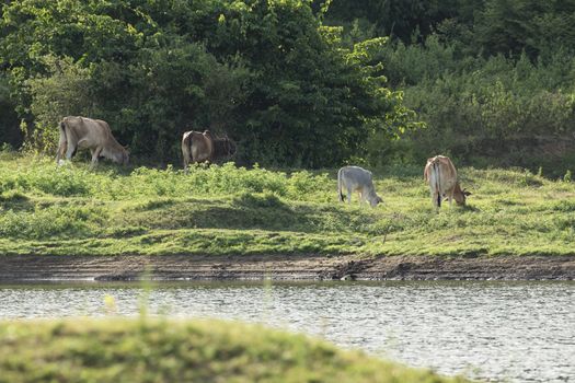 cows is eatting grass and walk around the lake . Its has many colour such as orange white brown black .