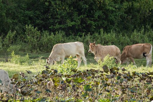 cows is eatting grass and walk around the lake . Its has many colour such as orange white brown black .