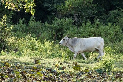 cows is eatting grass and walk around the lake . Its has many colour such as orange white brown black .