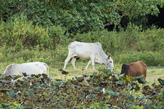 cows is eatting grass and walk around the lake . Its has many colour such as orange white brown black .