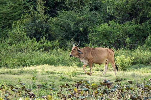 cows is eatting grass and walk around the lake . Its has many colour such as orange white brown black .