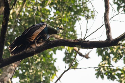 Green peafowl are large birds, amongst the largest living galliforms in terms of overall size