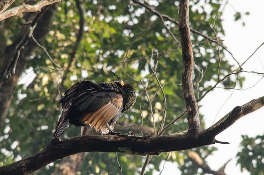 Green peafowl are large birds, amongst the largest living galliforms in terms of overall size