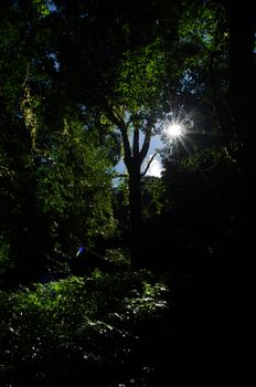 In the day have light is bright in to the forest . it pass gaps on the tree. so it is beautiful and i can see fresh green leaf.