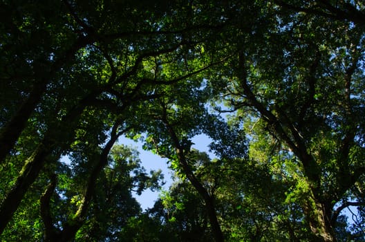 In the day have light is bright in to the forest . it pass gaps on the tree. so it is beautiful and i can see fresh green leaf.