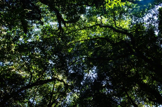 In the day have light is bright in to the forest . it pass gaps on the tree. so it is beautiful and i can see fresh green leaf.