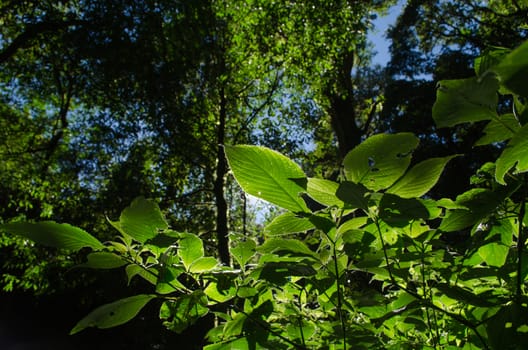 In the day have light is bright in to the forest . it pass gaps on the tree. so it is beautiful and i can see fresh green leaf.