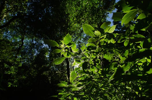 In the day have light is bright in to the forest . it pass gaps on the tree. so it is beautiful and i can see fresh green leaf.