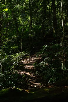 In the day have light is bright in to the forest . it pass gaps on the tree. so it is beautiful and i can see fresh green leaf.