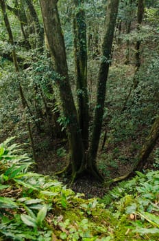 In the day have light is bright in to the forest . it pass gaps on the tree. so it is beautiful and i can see fresh green leaf.