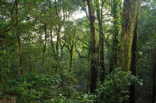 In the day have light is bright in to the forest . it pass gaps on the tree. so it is beautiful and i can see fresh green leaf.