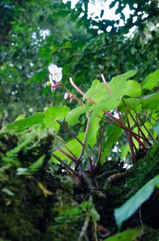 In the day have light is bright in to the forest . it pass gaps on the tree. so it is beautiful and i can see fresh green leaf.