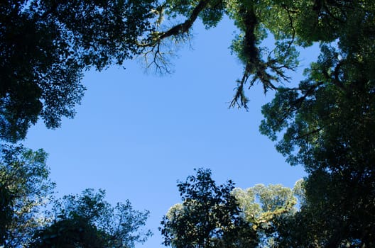 In the day have light is bright in to the forest . it pass gaps on the tree. so it is beautiful and i can see fresh green leaf.