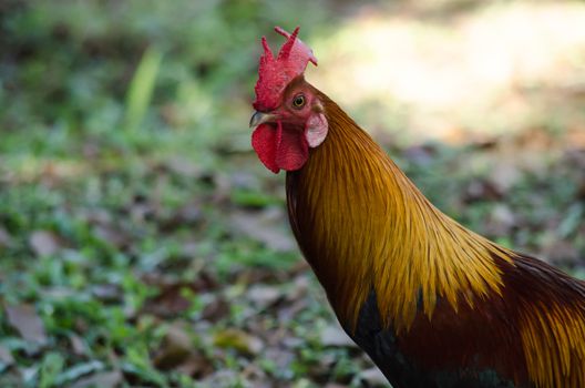 red chicks and hen walking for food on the ground