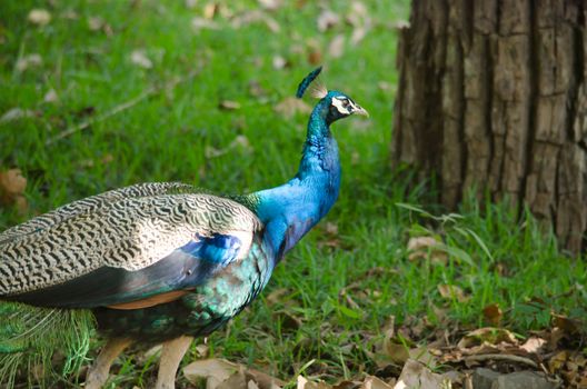 India peafowl are large birds, amongst the largest living galliforms in terms of overall size