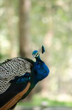 India peafowl are large birds, amongst the largest living galliforms in terms of overall size