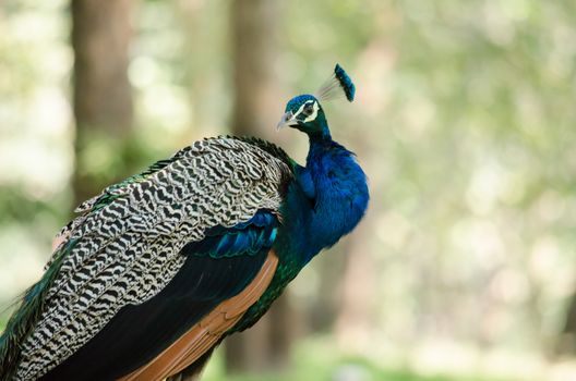 India peafowl are large birds, amongst the largest living galliforms in terms of overall size