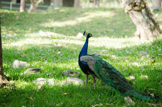 India peafowl are large birds, amongst the largest living galliforms in terms of overall size