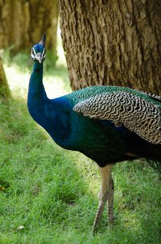 India peafowl are large birds, amongst the largest living galliforms in terms of overall size