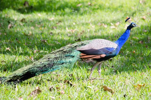 India peafowl are large birds, amongst the largest living galliforms in terms of overall size