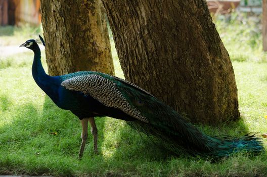 India peafowl are large birds, amongst the largest living galliforms in terms of overall size