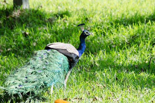 India peafowl are large birds, amongst the largest living galliforms in terms of overall size