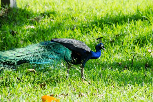 India peafowl are large birds, amongst the largest living galliforms in terms of overall size