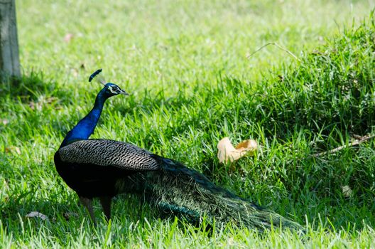 India peafowl are large birds, amongst the largest living galliforms in terms of overall size