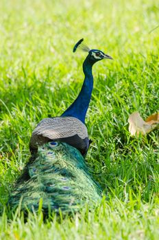 India peafowl are large birds, amongst the largest living galliforms in terms of overall size