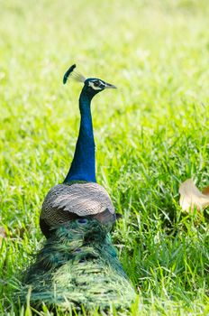 India peafowl are large birds, amongst the largest living galliforms in terms of overall size