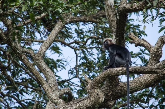 monky is climbing on the tree for eat friut in forest