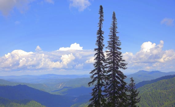 Several pines on the top of the mountain with a picturesque view of the alpine valley. Altai, Siberia, Russia.