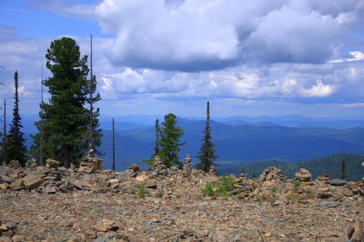 Several pines on the top of the mountain with a picturesque view of the alpine valley. Altai, Siberia, Russia.