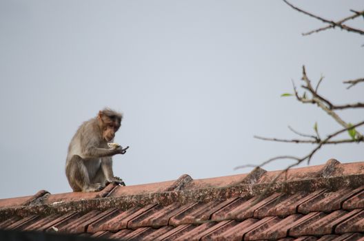 monky is climbing on the tree for eat friut in forest