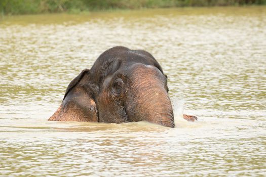 Asian elephants are the largest living land animals in Asia.Asian elephants are highly intelligent and self-aware.