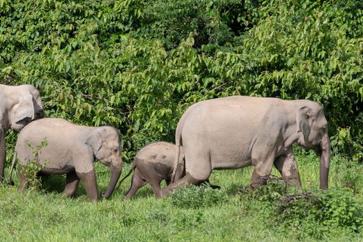 Asian elephants are the largest living land animals in Asia.Asian elephants are highly intelligent and self-aware.