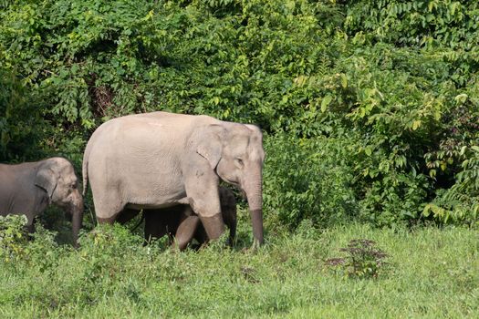 Asian elephants are the largest living land animals in Asia.Asian elephants are highly intelligent and self-aware.