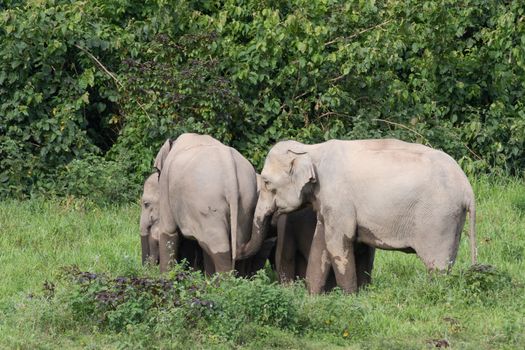 Asian elephants are the largest living land animals in Asia.Asian elephants are highly intelligent and self-aware.