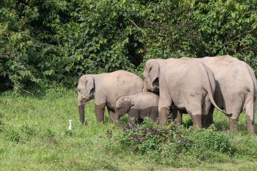 Asian elephants are the largest living land animals in Asia.Asian elephants are highly intelligent and self-aware.