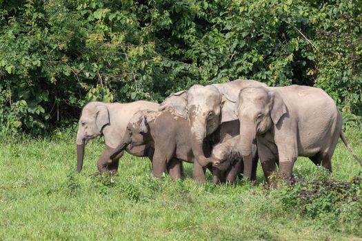 Asian elephants are the largest living land animals in Asia.Asian elephants are highly intelligent and self-aware.