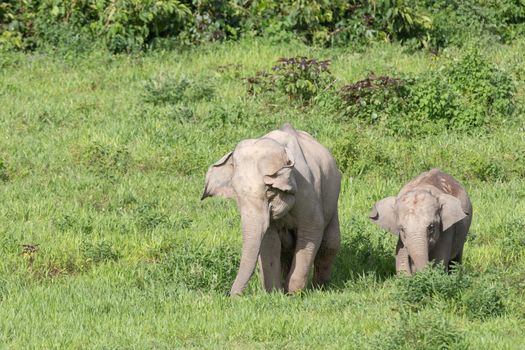 Asian elephants are the largest living land animals in Asia.Asian elephants are highly intelligent and self-aware.