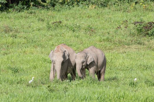 Asian elephants are the largest living land animals in Asia.Asian elephants are highly intelligent and self-aware.