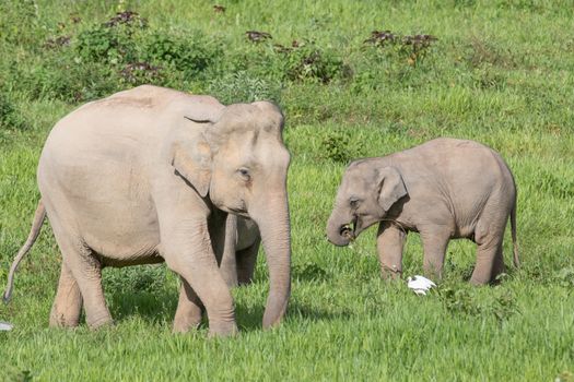 Asian elephants are the largest living land animals in Asia.Asian elephants are highly intelligent and self-aware.