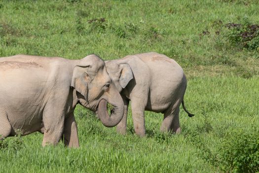 Asian elephants are the largest living land animals in Asia.Asian elephants are highly intelligent and self-aware.