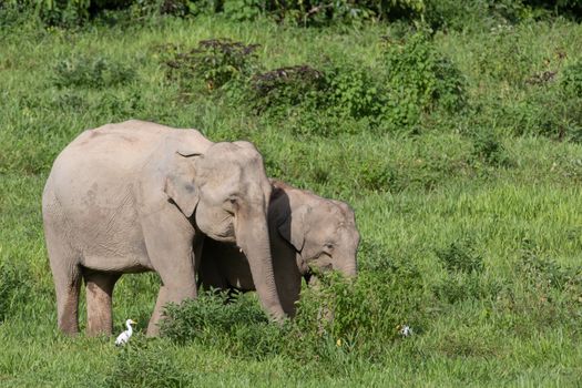 Asian elephants are the largest living land animals in Asia.Asian elephants are highly intelligent and self-aware.